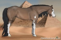 Horse Color:Brown Dun Sabino 