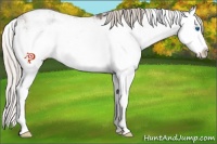 Horse Color:Silver Grullo Sabino Splash Snowflake Varnish