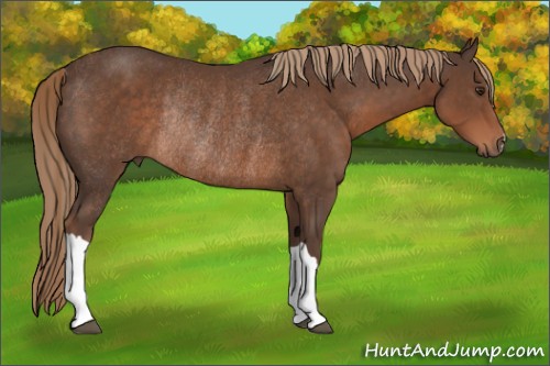 Horse Color:Liver Chestnut Rabicano 