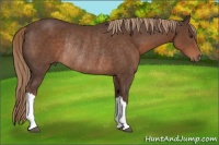Horse Color:Liver Chestnut Rabicano 