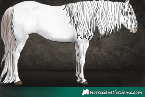 Horse Color:Black Snowflake Varnish 
