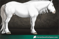 Horse Color:Liver Red Dun Snowflake Varnish Rabicano 