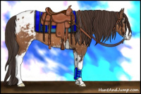 Horse Color:Buckskin Sabino Appaloosa 