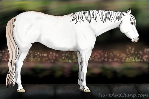 Horse Color:White Spotted Silver Buckskin Dun Snowflake Varnish 