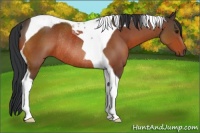Horse Color:Bay Tobiano Rabicano 