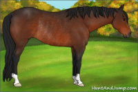 Horse Color:Gray Bay Rabicano