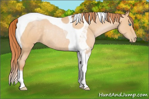 Horse Color:Buckskin Pearl Tobiano Rabicano 