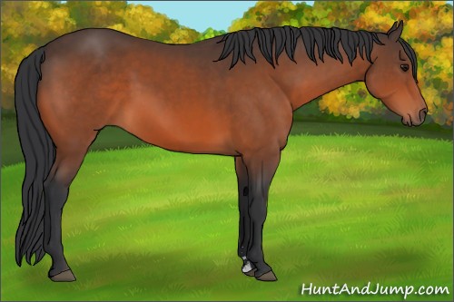 Horse Color:Bay Sabino 