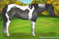 Horse Color:Black Tobiano 