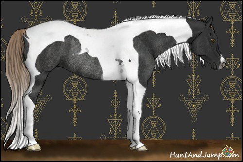 Horse Color:Gray Chocolate Palomino Tobiano Rabicano 