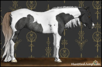 Horse Color:Gray Chocolate Palomino Tobiano Rabicano 