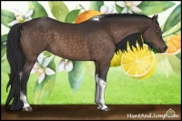 Horse Color:Brown Sabino Tobiano