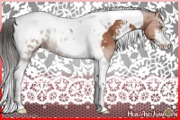 Horse Color:Bay Sabino Tobiano Appaloosa Rabicano 