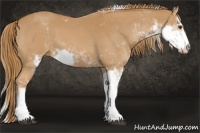 Horse Color:Chestnut Sabino 
