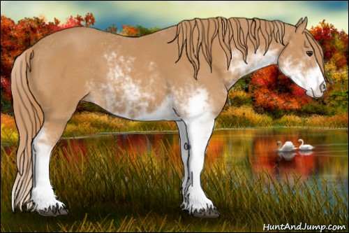 Horse Color:Chestnut Sabino 
