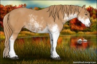 Horse Color:Chestnut Sabino 