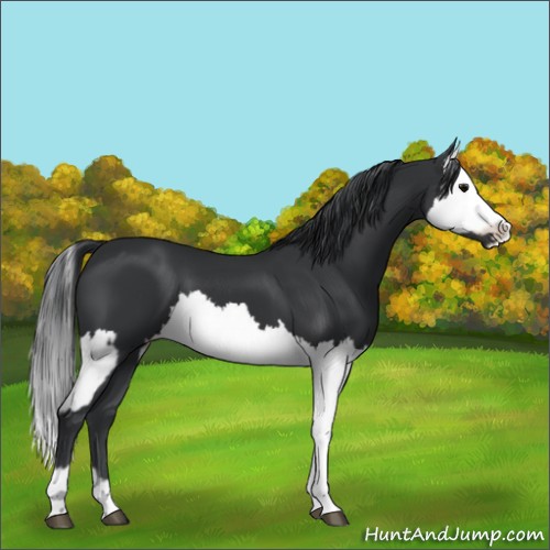 Horse Color:Black  and Black Splash 