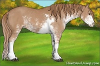 Horse Color:Chestnut Sabino 