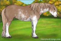 Horse Color:Chestnut Sabino 
