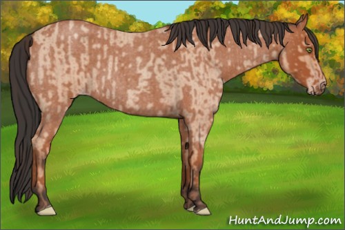 Horse Color:Amber Champagne Roan Sabino Rabicano  and Bay Roan Sabino Rabicano 