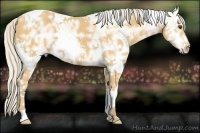 Horse Color:White Spotted Silver Buckskin Ice Tobiano Rabicano