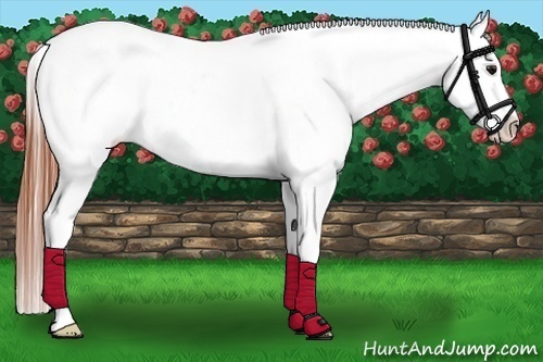 Horse Color:White Spotted Brown Dun Frame Appaloosa 