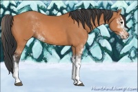 Horse Color:Bay Sabino 