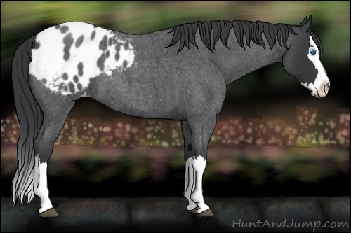 Horse Color:Blue Roan Splash Appaloosa 