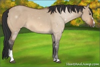 Horse Color:Bay Dun Sabino 
