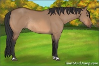 Horse Color:Bay Dun Rabicano 