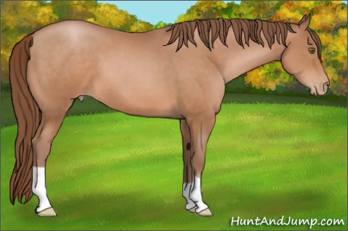 Horse Color:Brown Pearl 