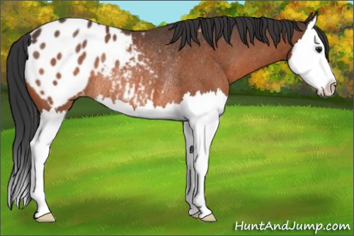 Horse Color:Bay Sabino Splash Appaloosa Rabicano 