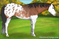 Horse Color:Bay Sabino Splash Appaloosa Rabicano 