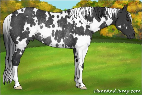 Horse Color:White Spotted Black Rabicano 