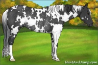 Horse Color:White Spotted Black Rabicano 