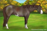 Horse Color:Liver Chestnut Sabino 
