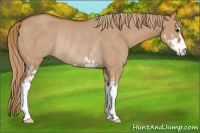 Horse Color:Red Dun Sabino Rabicano 