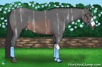 Horse Color:Brown Ice Roan 