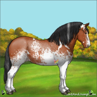 Horse Color:White Spotted Brown 