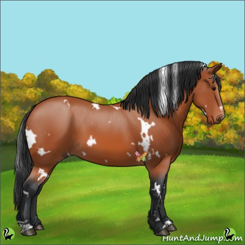 Horse Color:White Spotted Bay 