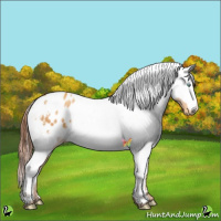 Horse Color:White Spotted Sable Cream Champagne Appaloosa 