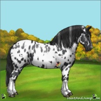Horse Color:White Spotted Black Appaloosa 