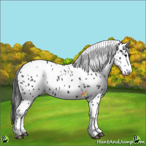 Horse Color:White Spotted Black Splash Appaloosa