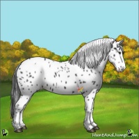 Horse Color:White Spotted Black Splash Appaloosa 