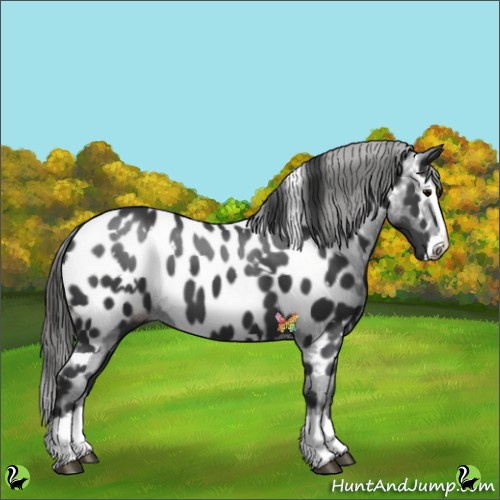 Horse Color:White Spotted Black Splash Appaloosa