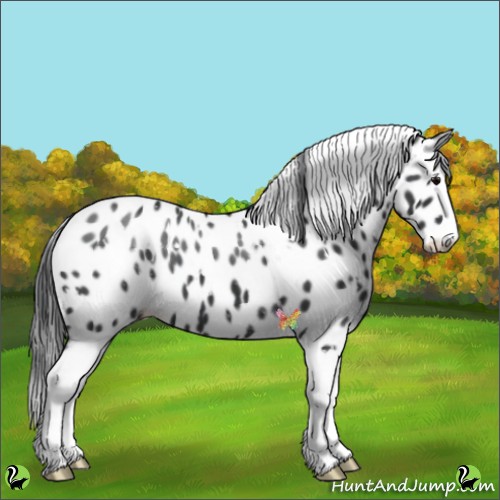 Horse Color:White Spotted Black Splash Appaloosa 