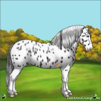Horse Color:White Spotted Black Splash Appaloosa 