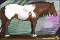 Horse Color:Liver Chestnut Appaloosa 