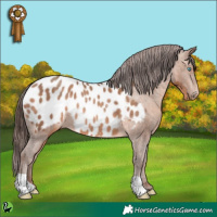 Horse Color:Sable Champagne Appaloosa 