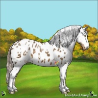 Horse Color:White Spotted Chocolate Palomino Blanket 